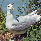 American Herring Gull